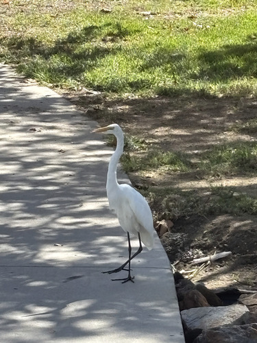 iNaturalist image