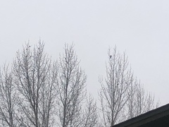 Xanthocephalus xanthocephalus