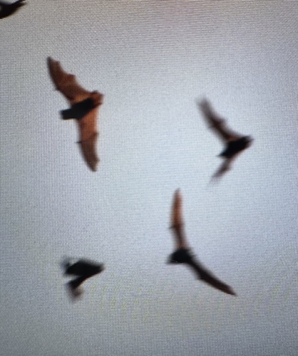 Mexican Free-tailed Bat