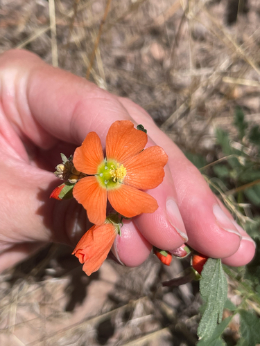 Fendler's Globemallow