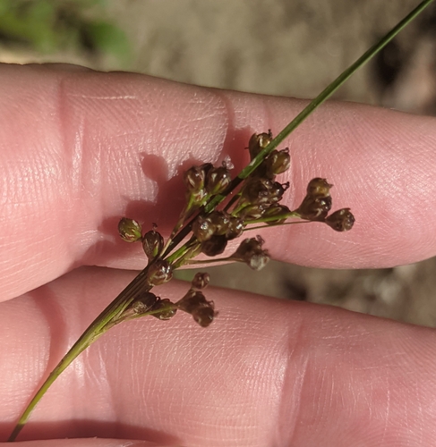 Juncus compressus, photograph 5