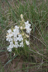 Penstemon albidus