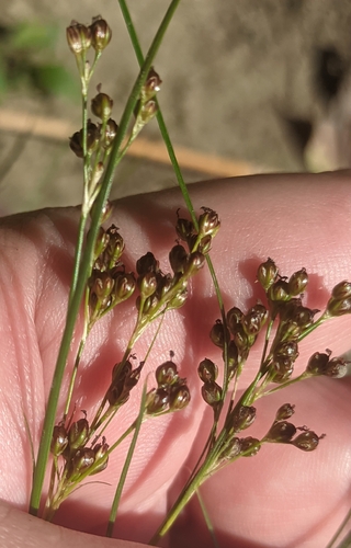 Juncus compressus, photograph 6
