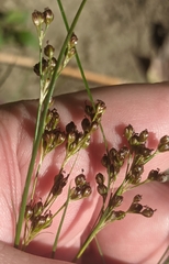 Juncus compressus, photograph (c) Марина Давлетшина, some rights reserved (CC BY)