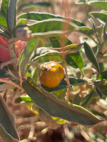silverleaf nightshade
