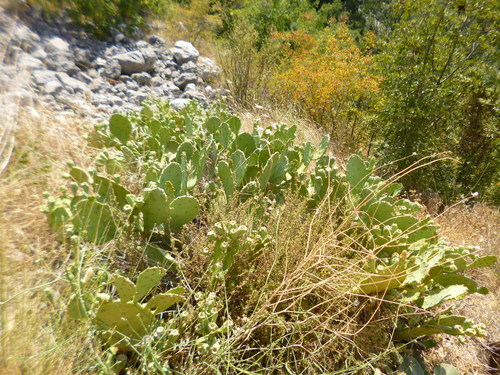 Opuncija (Opuntia)