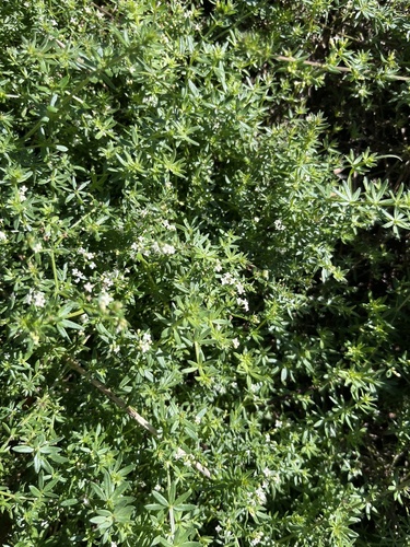 Galium humifusum
