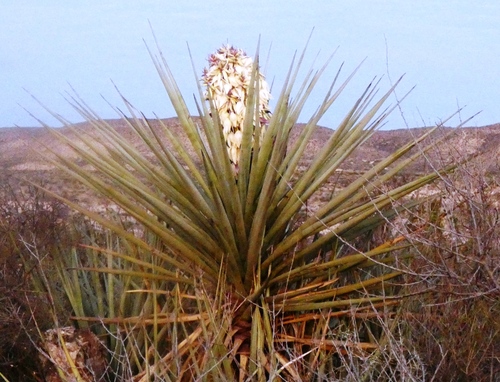 Spanish Dagger