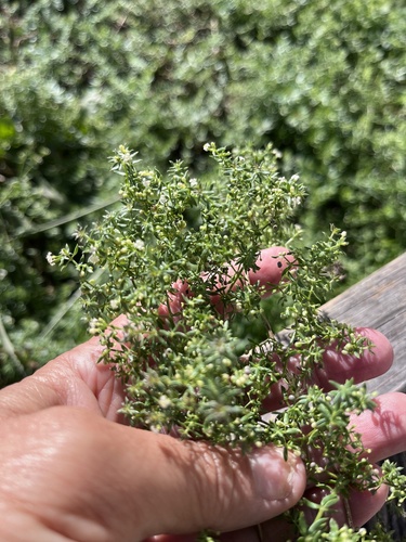 Galium humifusum, photograph 2