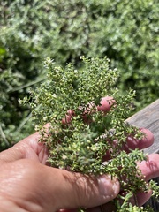 Galium humifusum, photograph (c) Наталья Пикалова, some rights reserved (CC BY)