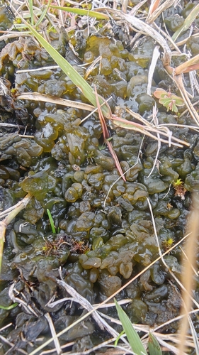Star Jelly