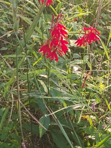 cardinal flower