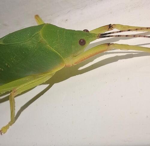 Phyllozelus siccus