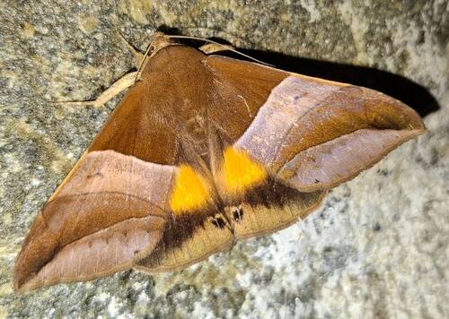 Bastilla fulvotaenia