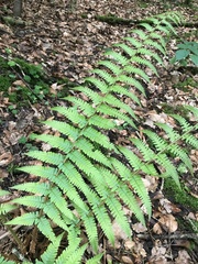 Dryopteris affinis