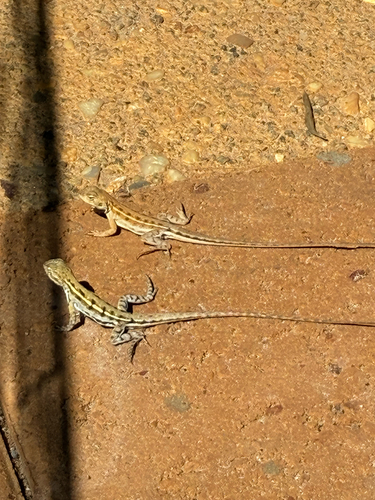 Spotted Sand Dragon