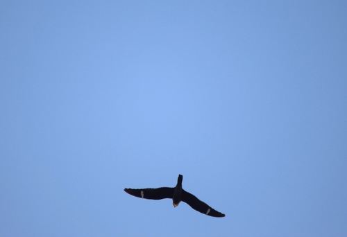 Common Nighthawk