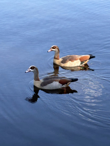 iNaturalist image
