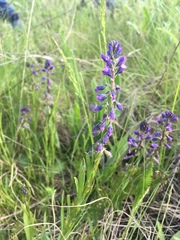 Polygala comosa