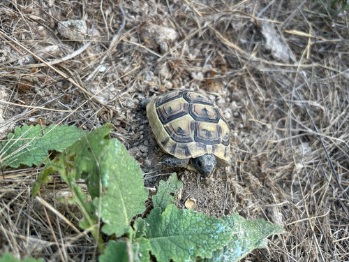 Greek Tortoise