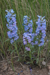 Penstemon angustifolius