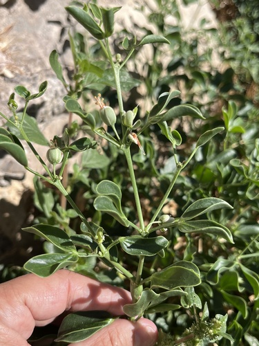 Zygophyllum fabago