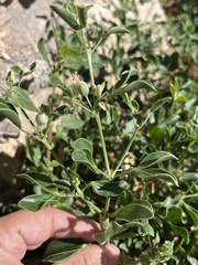 Zygophyllum fabago
