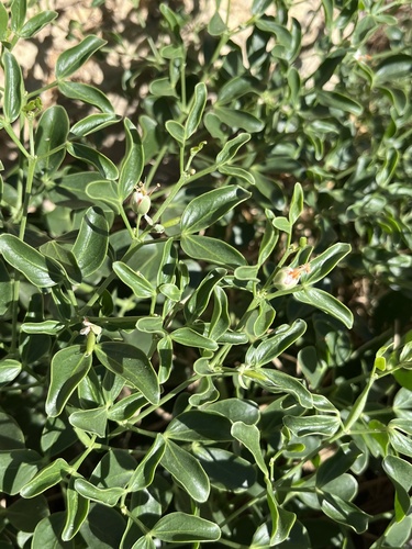 Zygophyllum fabago, photograph 2