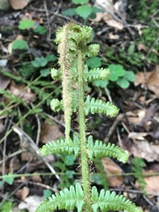 Dryopteris affinis