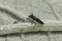 Propylea quatuordecimpunctata