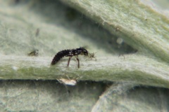 Propylea quatuordecimpunctata