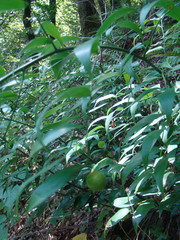 Danae racemosa