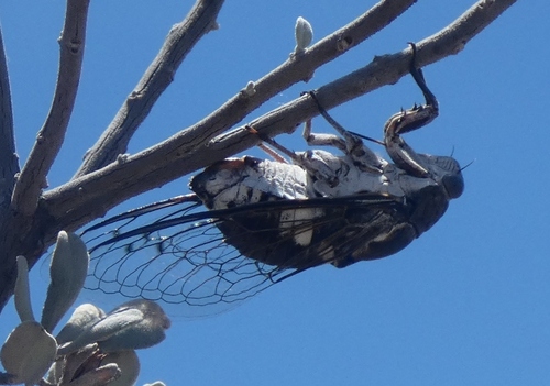 Common Cactus Dodger