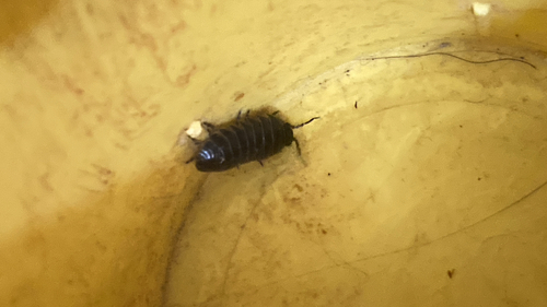 Common Pill Woodlouse