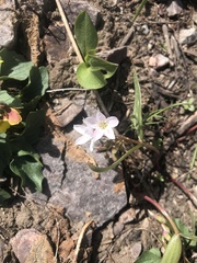 Claytonia lanceolata