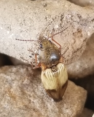 Stropenron hamata