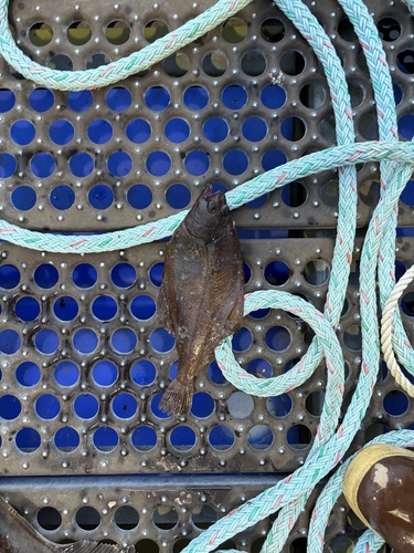 Citharichthys sordidus observed 2026-09-05