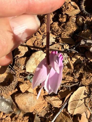Cyclamen graecum, photograph 5