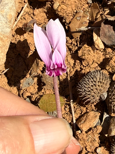 Cyclamen graecum, photograph 4