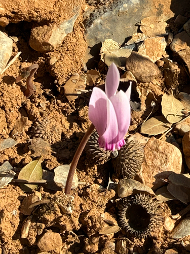 Cyclamen graecum, photograph 3