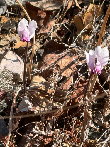 Cyclamen graecum, photograph 2