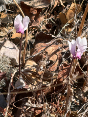 author not stated, no rights reserved Cyclamen graecum, photograph author not stated, no rights reserved