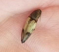 Stropenron hamata