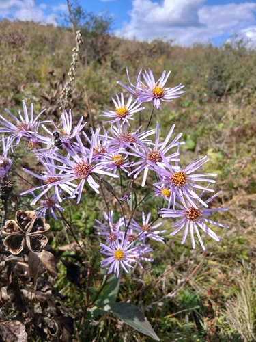 Aster tataricus, photograph 3