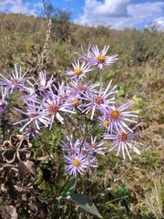 Aster tataricus, photograph (c) Святослав Власенко, some rights reserved (CC BY)