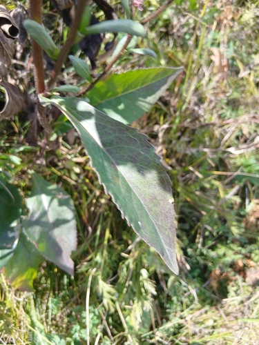 Aster tataricus, photograph 4