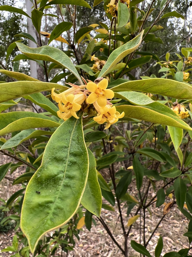 Rough-fruited Pittosporum