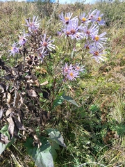 Aster tataricus, photograph (c) Святослав Власенко, some rights reserved (CC BY)