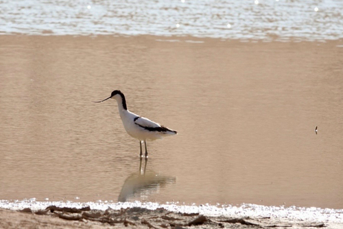 iNaturalist image