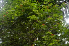 Hamelia patens image